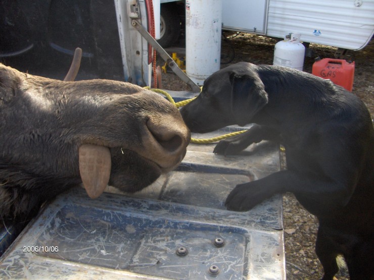 DAYTONA_NOSE TO NOSE..LOL...JPG